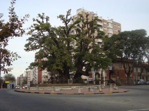 The old Ombú tree on Blvr España in the neighborhood of pocitos. It is the oldest Ombú in Montevideo and can be seen in some of the oldest pictures of the city. The shell of its fruit has traditionally been hollowed and used to drink mate. 